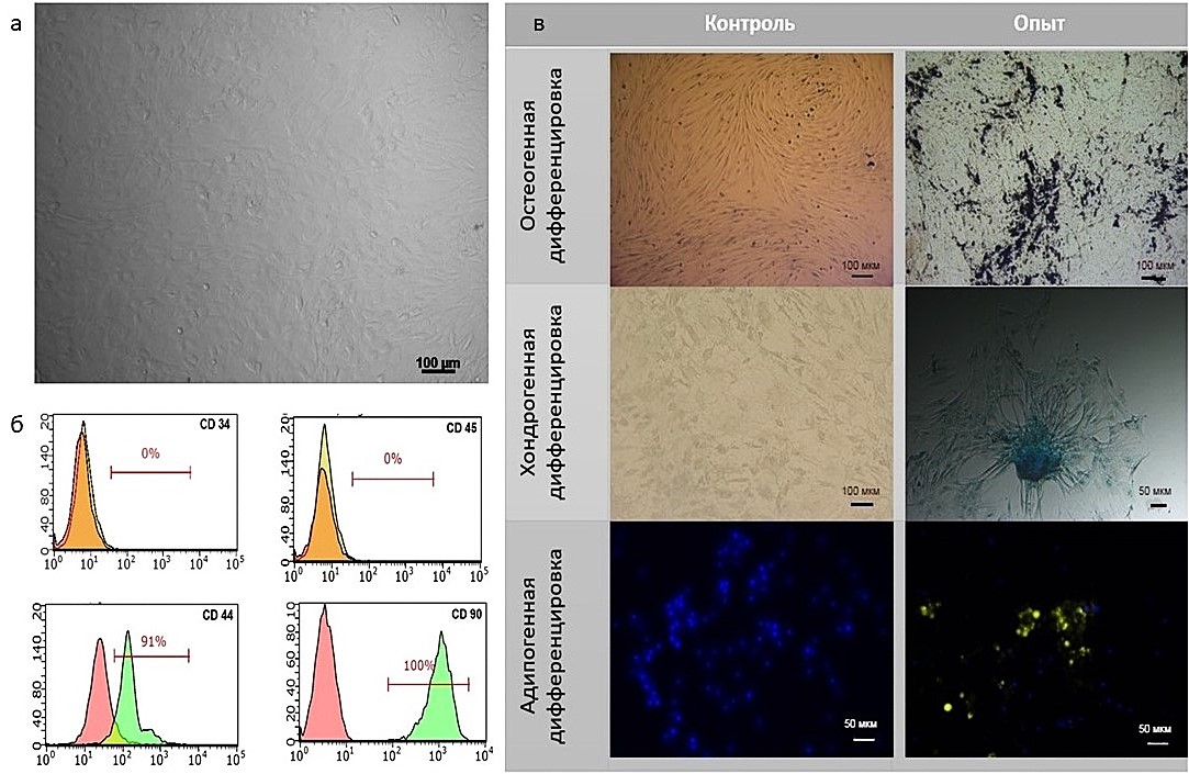 Характеристика стволовых клеток лошади: а – монослой МСК; б – результат анализа МСК с помощью проточного цитофлюориметра; в – результат дифференцировки МСК