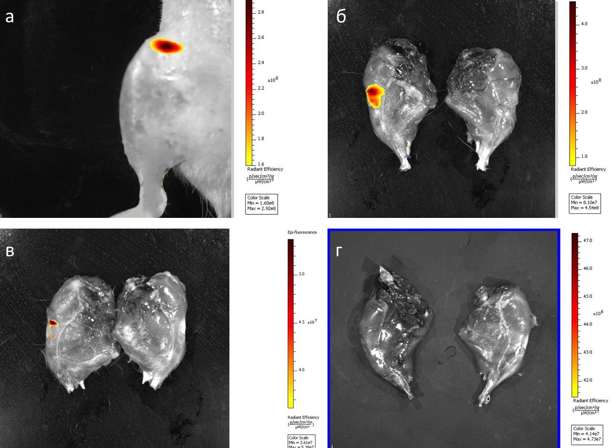 Биораспределение МВ при внутрисуставном введении после моделирования ОА на крысах: а – флуоресценция на 1-е сутки; б – флуоресценция на 3-и сутки; в – флуоресценция на 7-сутки; г – флуоресценция на 14-е сутки 