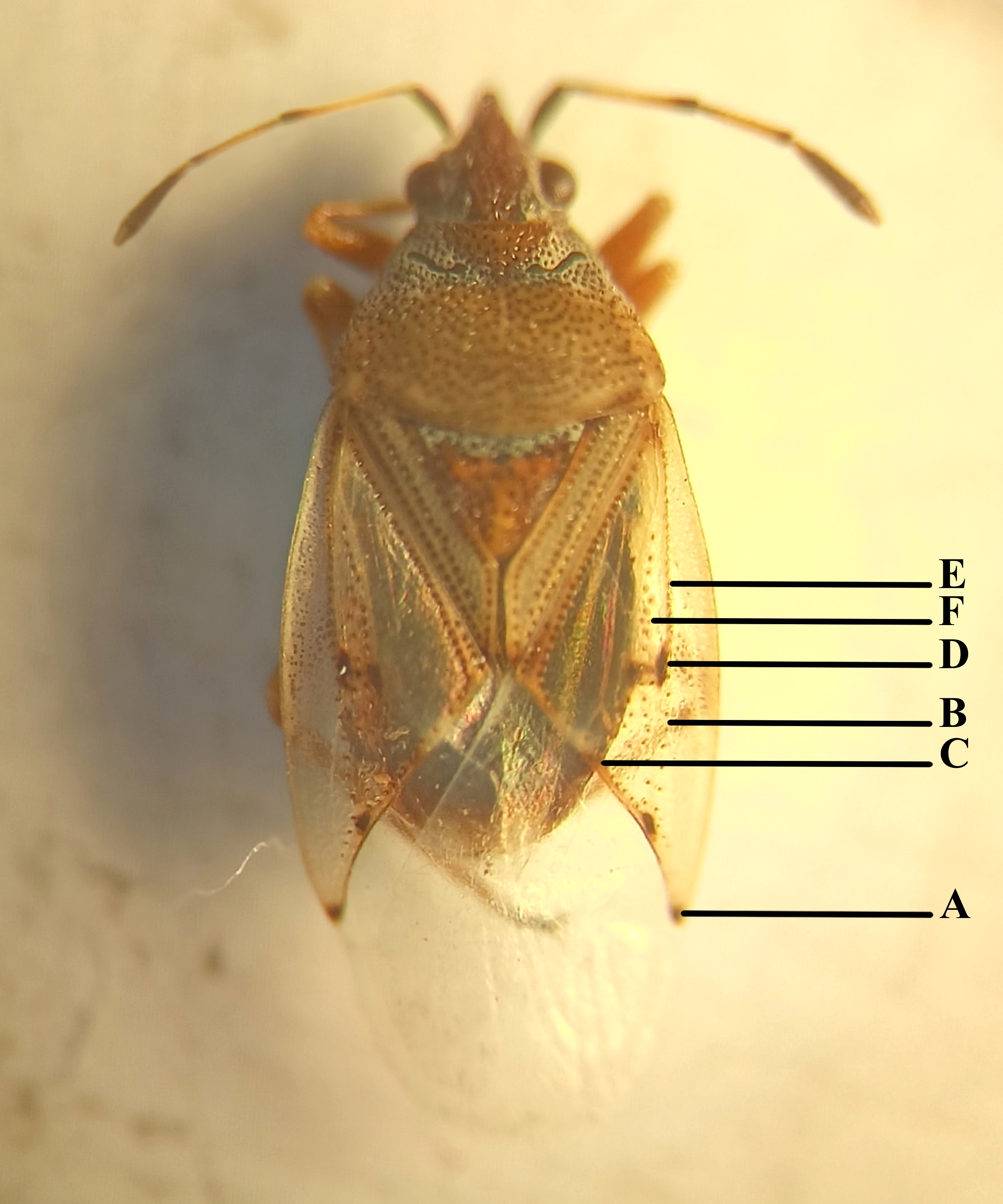 Морфы элементов рисунка надкрылий Kleidocerys resedae: A — форма пятна на вершине кориума; B — количество рядов точек пунктировки за пятнами в центре кориума; C — форма и наличие пятна на границе кориума с перепонкой; D — наличие, количество и взаимное расположение пятен меланина в центре кориума; E — количество рядов точек пунктировки перед пятнами в центре кориума 