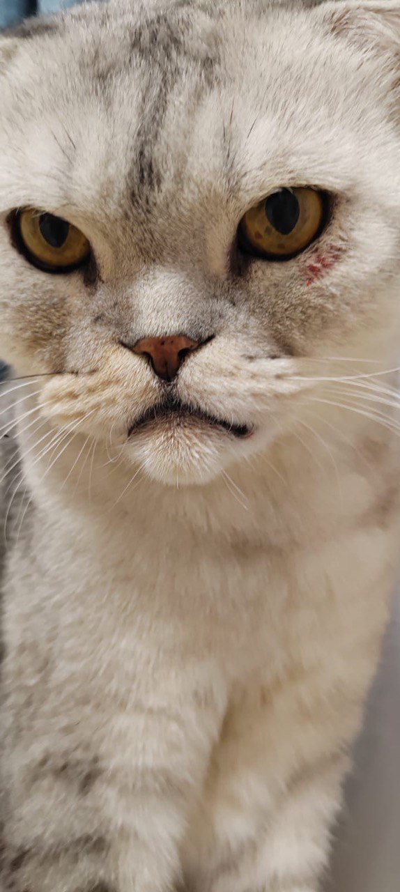 Место расчесывания у кота на мордочке