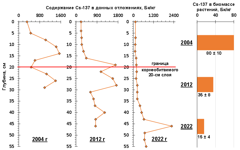 Распределение удельной активности 137Cs в слоях ДО реки Енисей и накопление 137Cs биомассой водных растений на ближнем участке влияния ГХК (Балчуг) с 2004 по 2022 год