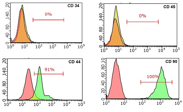 Анализ, полученных мезенхимных стволовых клеток с помощью иммуноокрашивания и проточного цитофлуориметра