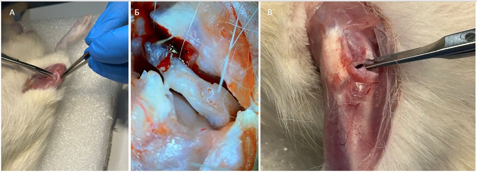 Хирургическая индукция ОА:А – рассечения мягких тканей для доступа к коленному суставу; Б – доступ к мениску после перерезки коллатеральной медиальной связки; В – перерезка медиального мениска
