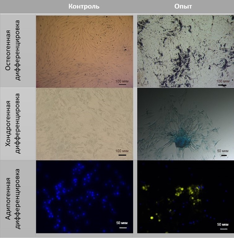Анализ способности к дифференцировки мезенхимных стволовых клеток