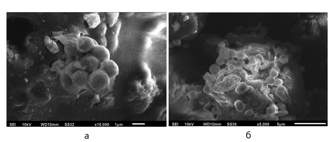 Частицы карбоната кальция, полученные при концентрации альбумина 4,25 г/л при смешивании растворов в течение 1 мин (а) и 10 мин (б)