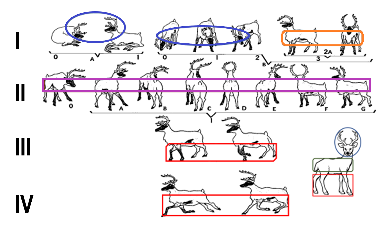 Фазовые портреты и механики локомоторного репертуара поведения дикого северного оленя при оборонительном типе активности