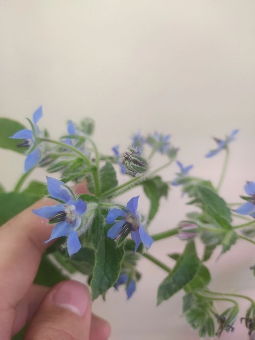 Съедобные цветы бораго