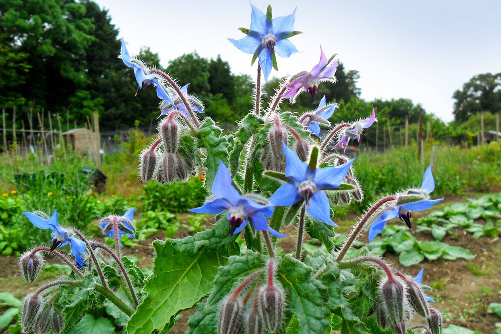 Бораго в естественных условиях