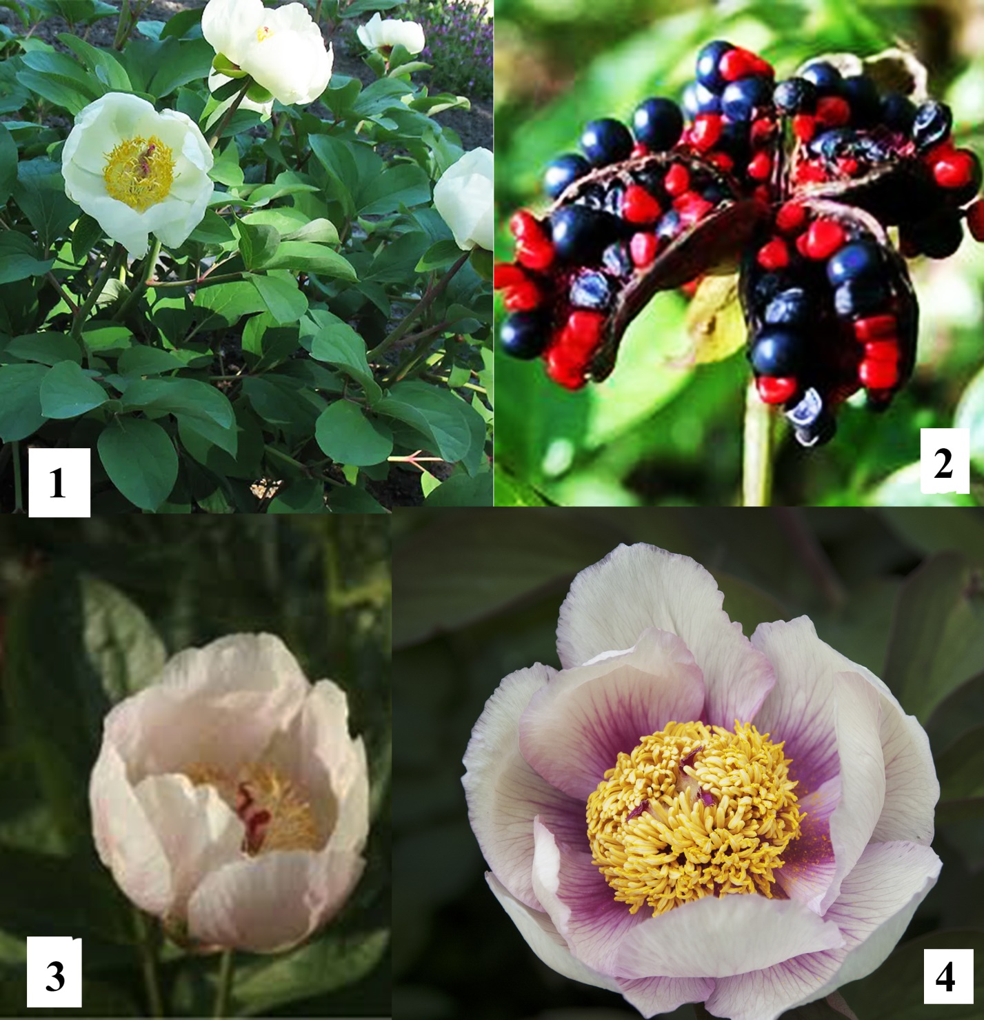 Гибриды Пиона Млокосевича