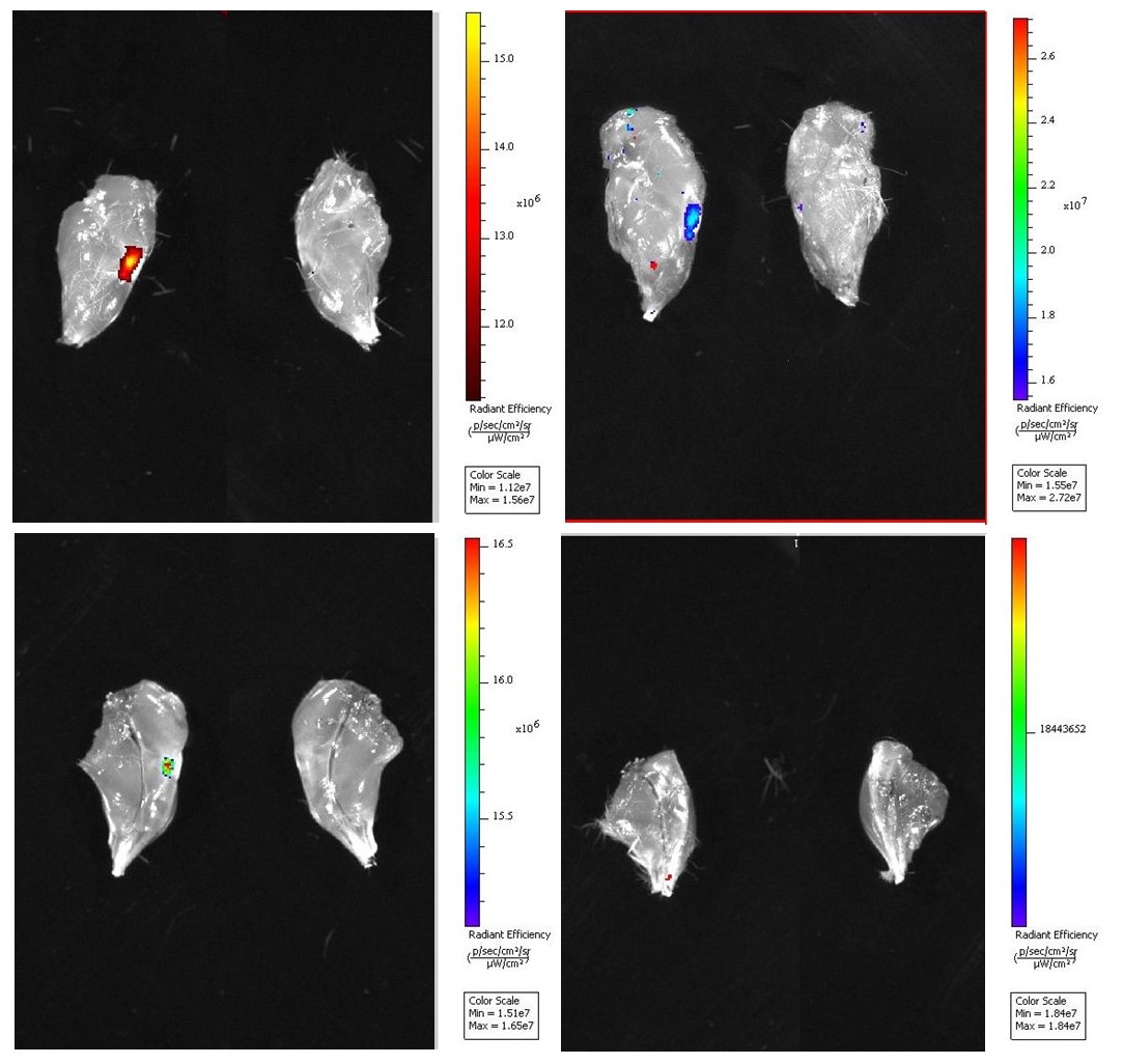 Оценка биораспределения на мышах при внутрисуставном введении: а – 3 сутки; б – 7 сутки; в – 14 сутки; г – 21 сутки 