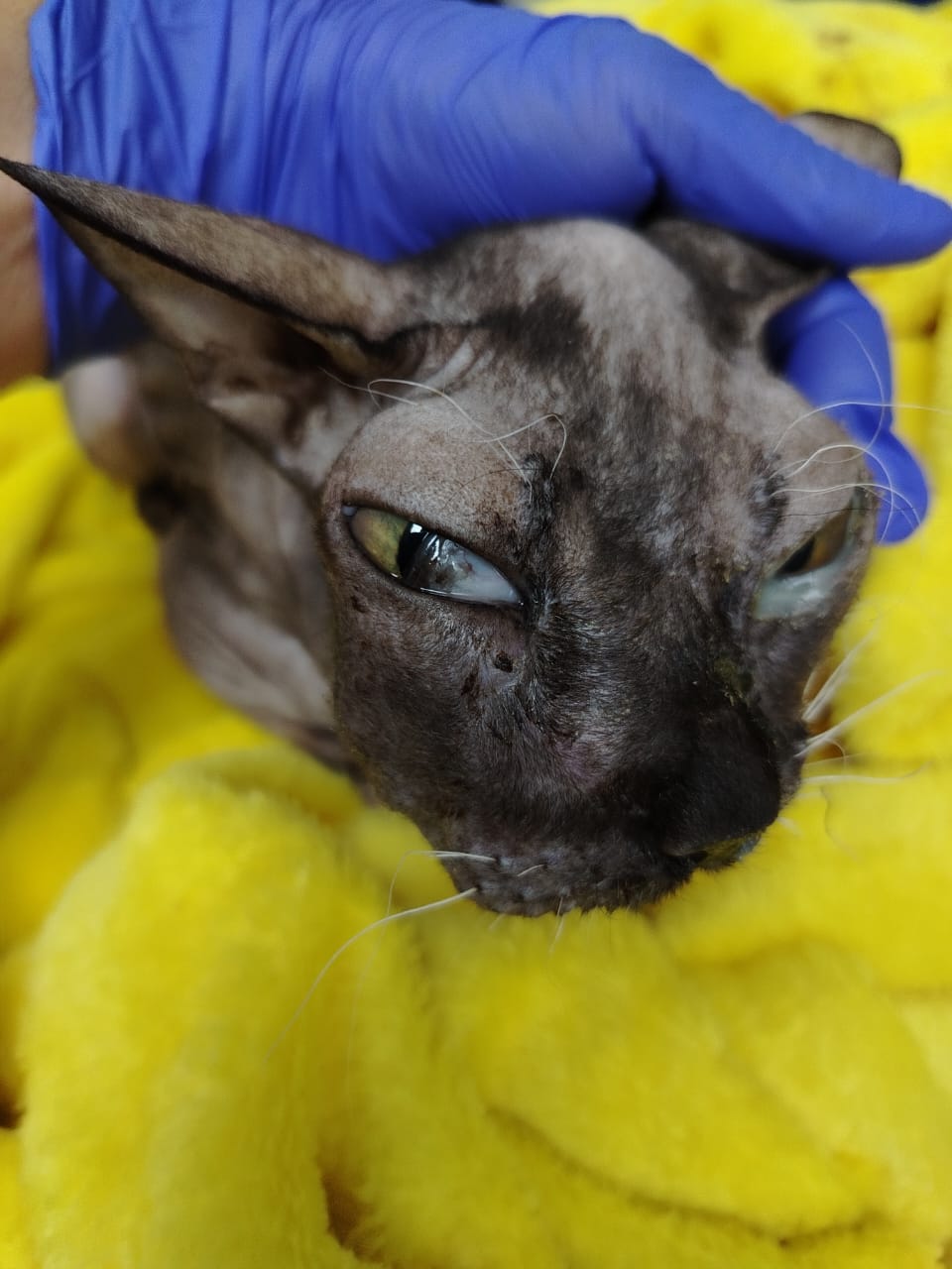 Выраженный синдром Горнера (Хорнера) у кошки