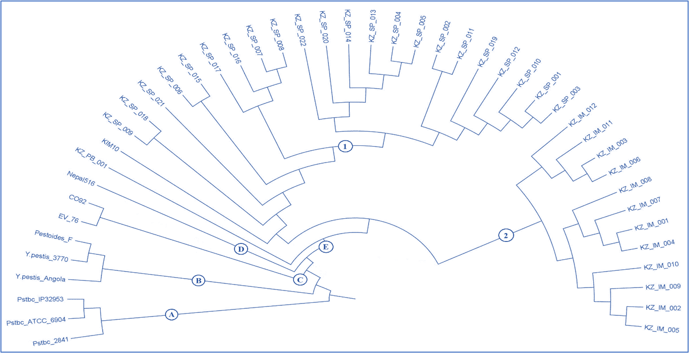 Филогенетическое дерево родства изученных 35 штаммов Y. pestis, построенное на основе анализа 18 VNTR локусов