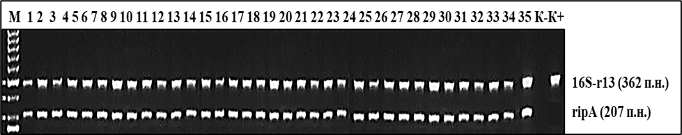 Результаты амплификации фрагментов генов 16S-r13 и ripA изученных 35 штаммов Yersinia pestis