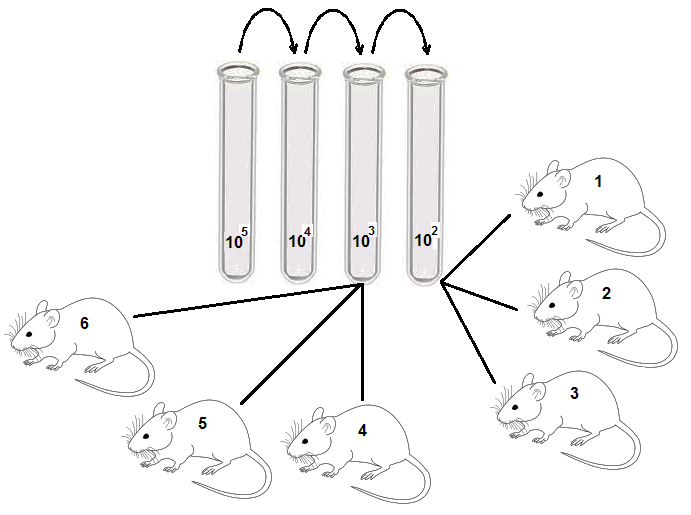 Схема процедуры оценки вирулентности штаммов чумы на мышах