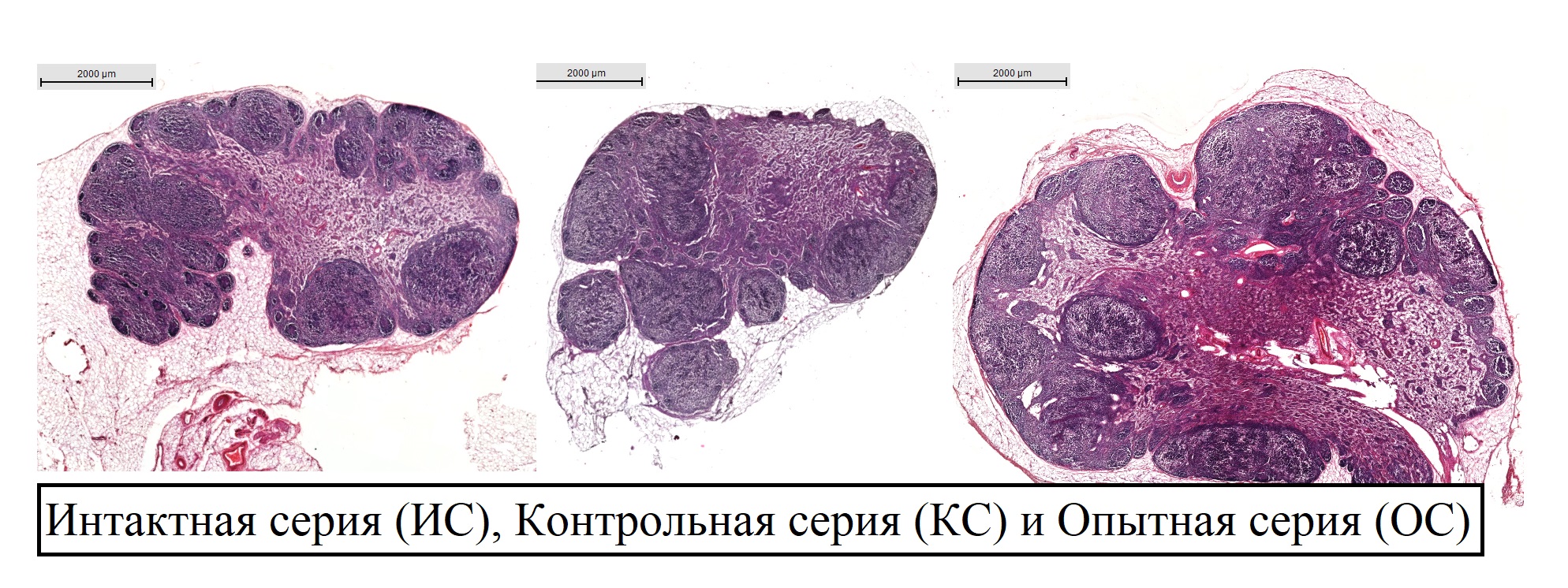 Подколенные лимфатические узлы кроликов