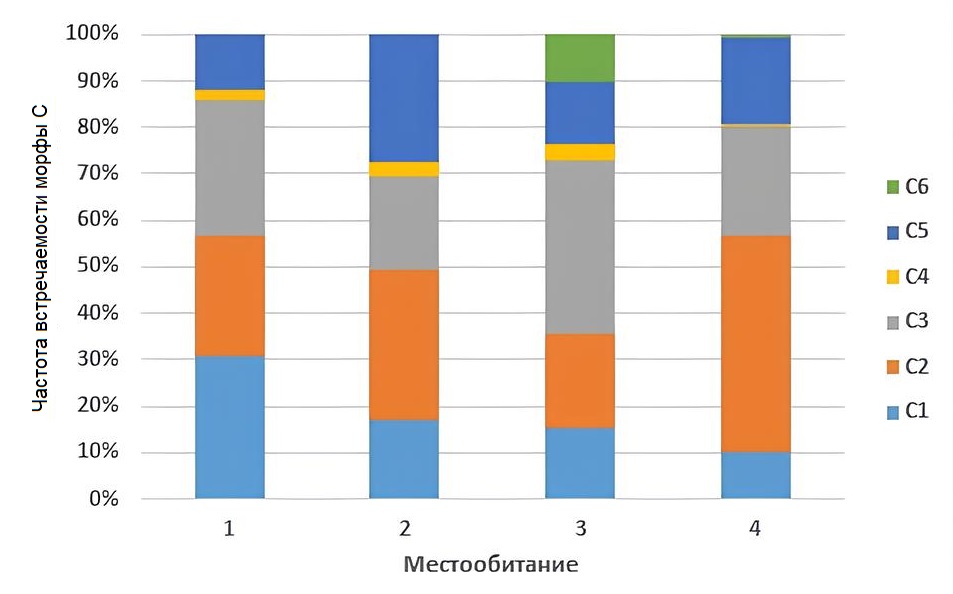 Встречаемость морфы С рисунка покровов Kleidocerys resedae в различных местообитаниях