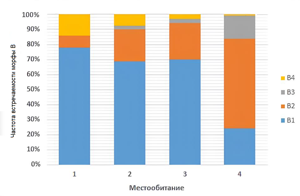 Встречаемость морфы B рисунка покровов Kleidocerys resedae в различных местообитаниях