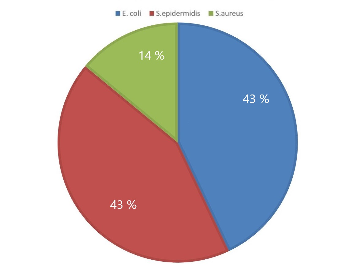 Структура, выделенных микроорганизмов