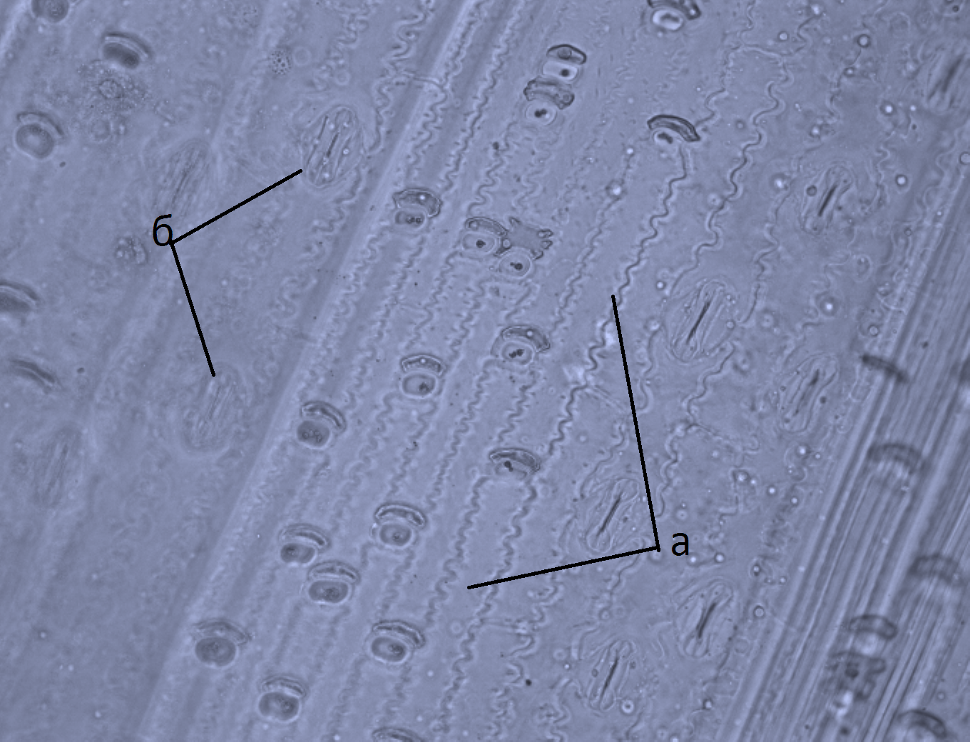 Кутикулярная структура эпидермиса листа полевички малой: а – основоположные клетки; б – устьица