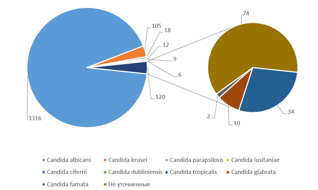 Видовой состав выделений Candida spp. в Приморской краевой клинической больнице № 1 за 2019–2025 гг.