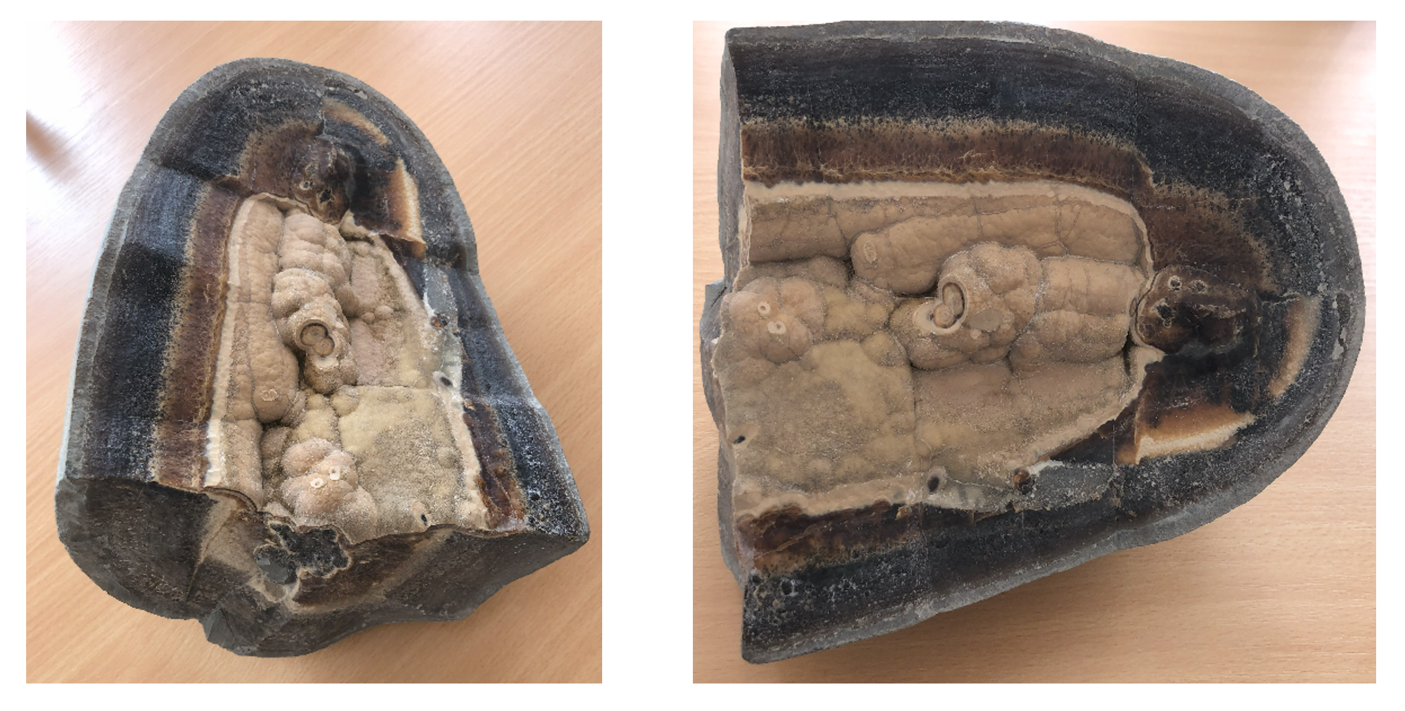 Найденная окаменелость