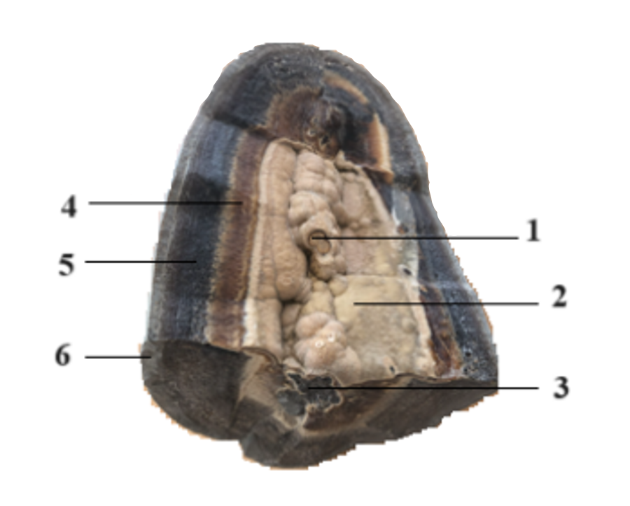 Найденная окаменелость