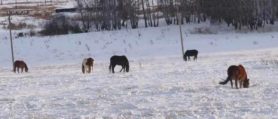 Выгульное содержание лошадей в Алтайском крае Баевского района 