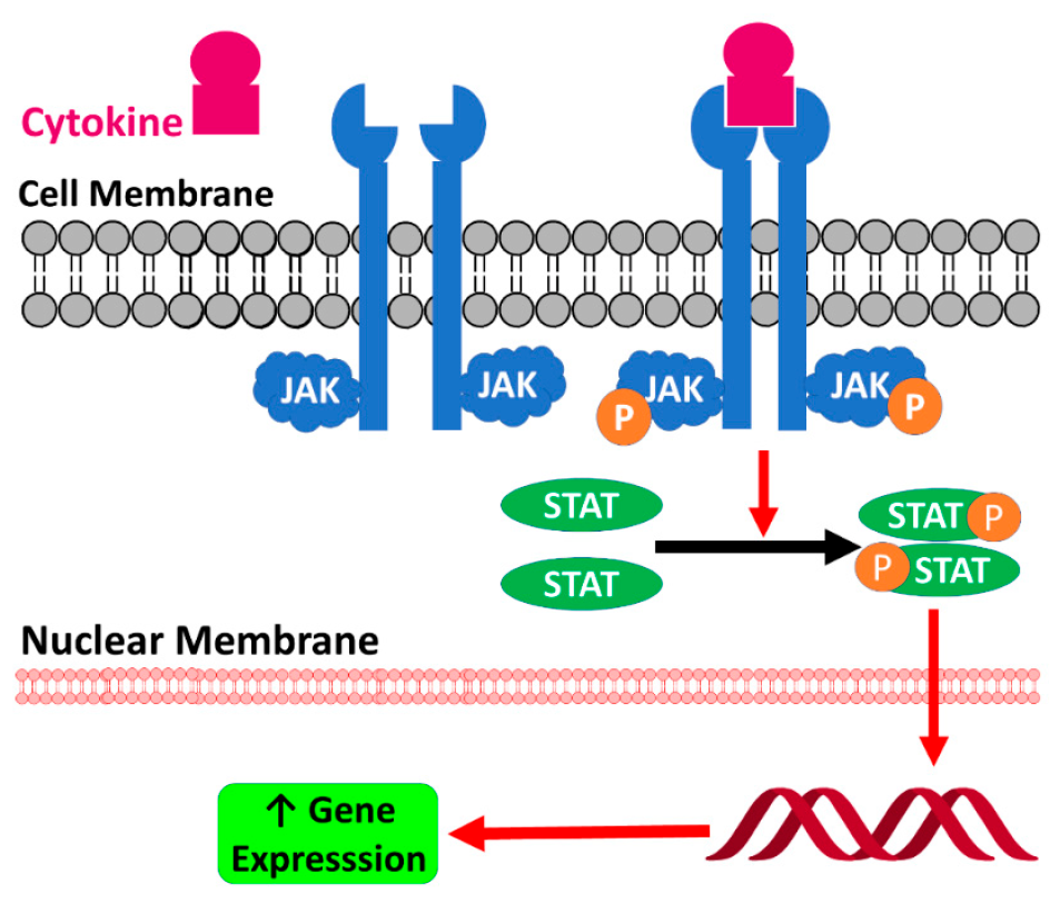 Механизм сигнального пути JAK/STAT