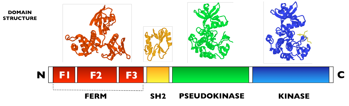 Структура янус-киназ