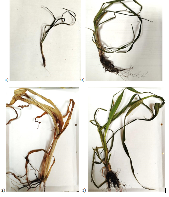 Образцы просо посевного, выращенного на исследуемых делянах 