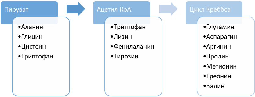 Пути превращения некоторых аминокислот по боковой цепи