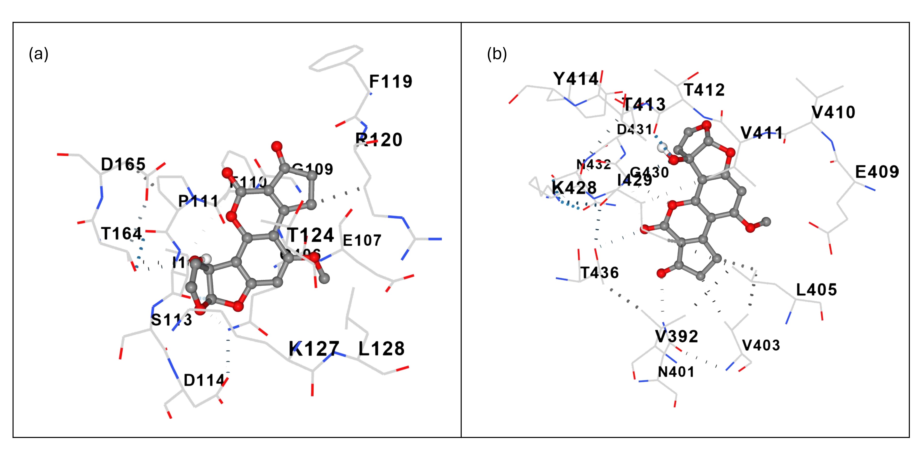 AFM1 binding to Lactobacillus acidophilus surface proteins