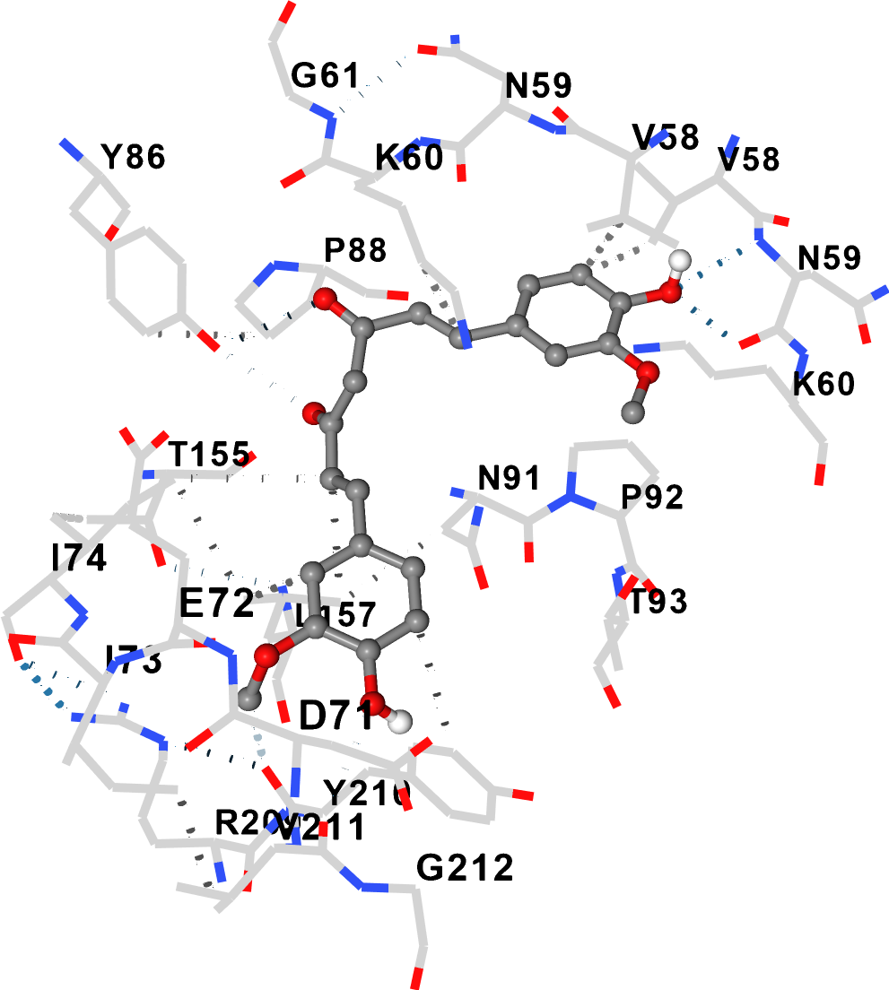 Non-competitive binding of curcumin and AFM1 to 4OXD