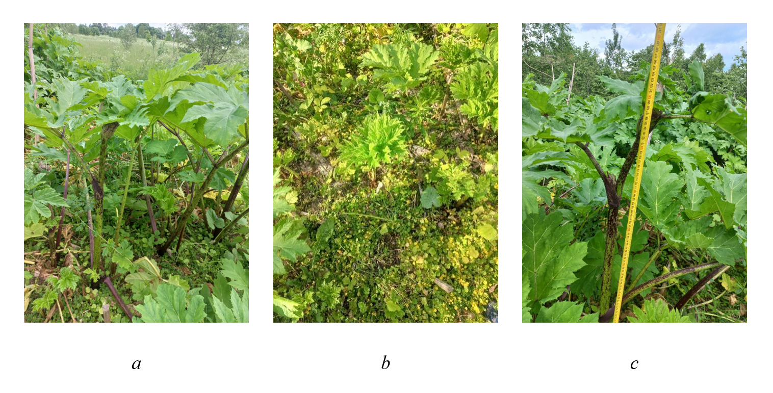 General view of the plot: a - before plants’ cutting; b - after plants’ cutting; c - flowering shoot of H. sosnowsky plant just before cutting