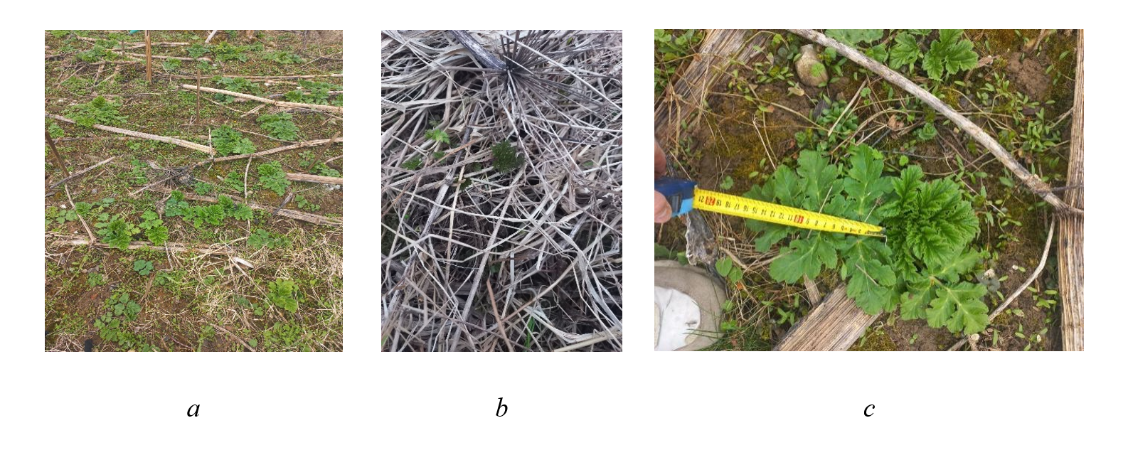 General view of the plot (a) and stages of H. sosnowsky plant development: b - initial stage of vegetation; c - mature plant