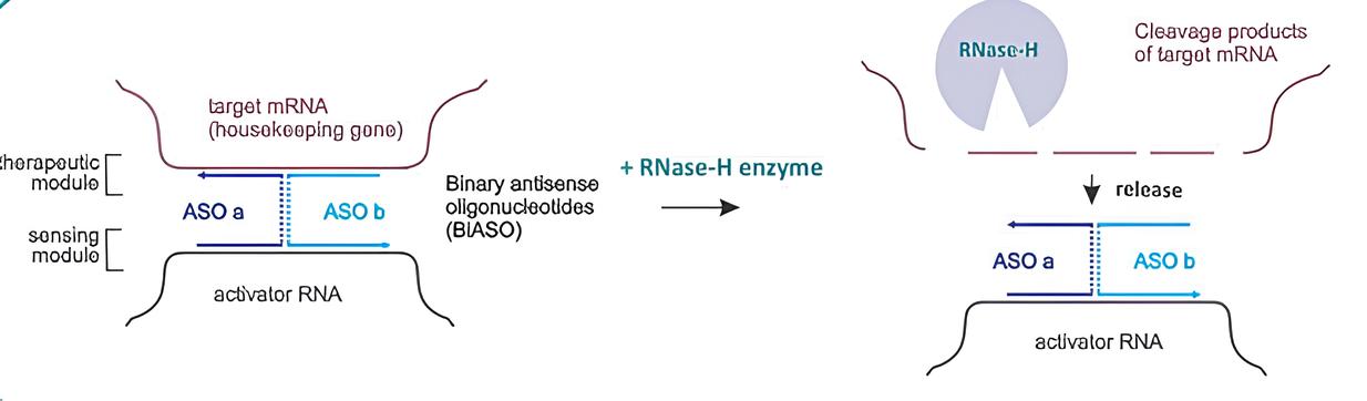 Mechanism of action of binary antisense oligonucleotides (biASOs)